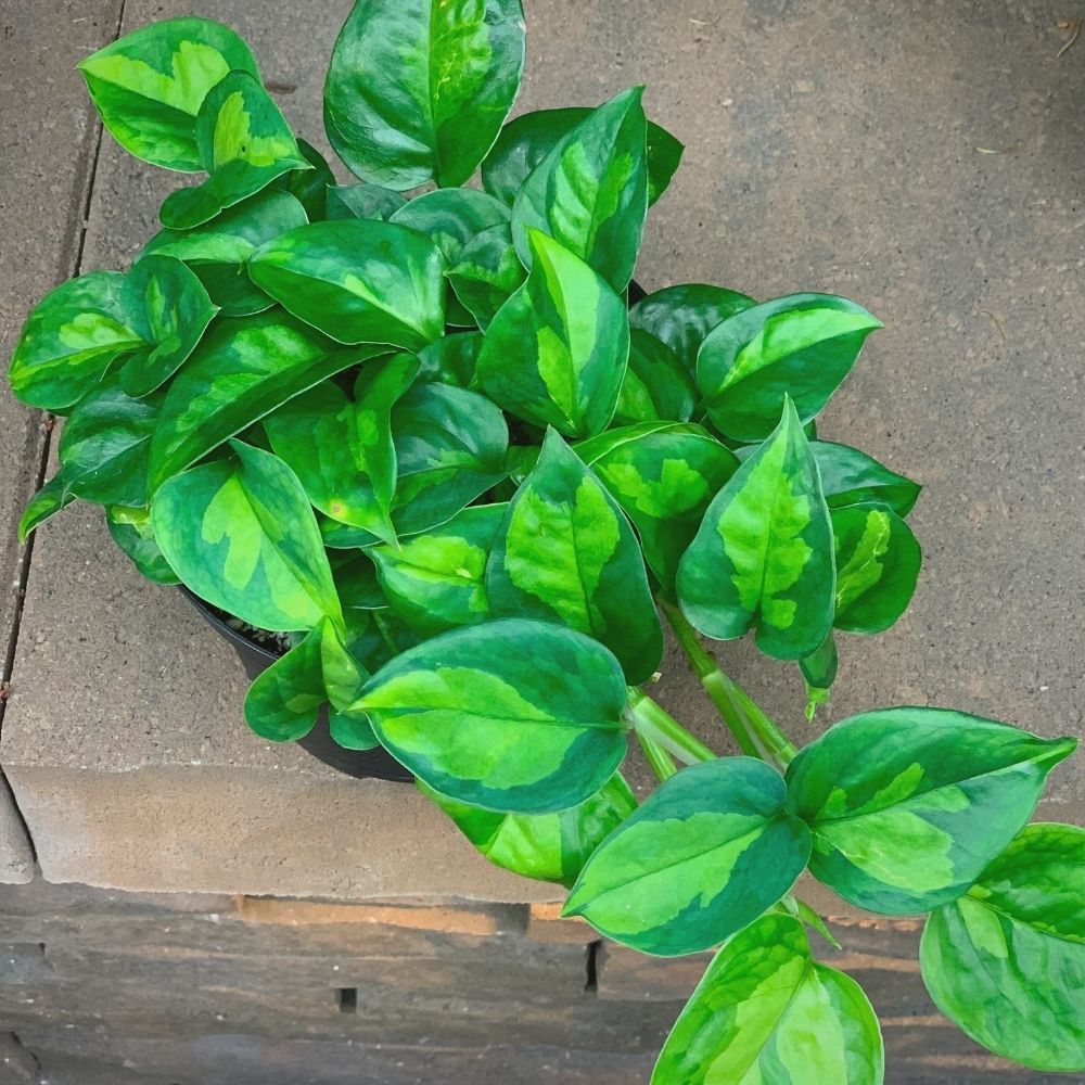 Global Green Pothos Global Green Pothos