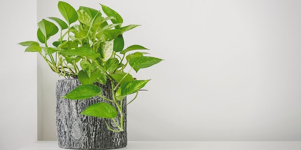 Air purifier golden pothos