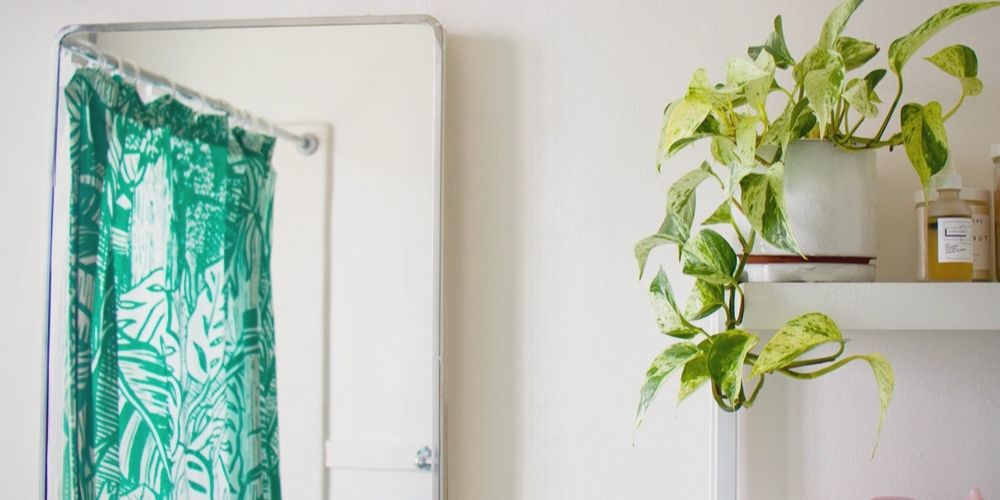Pothos in Bathroom Golden Pothos in Bathroom