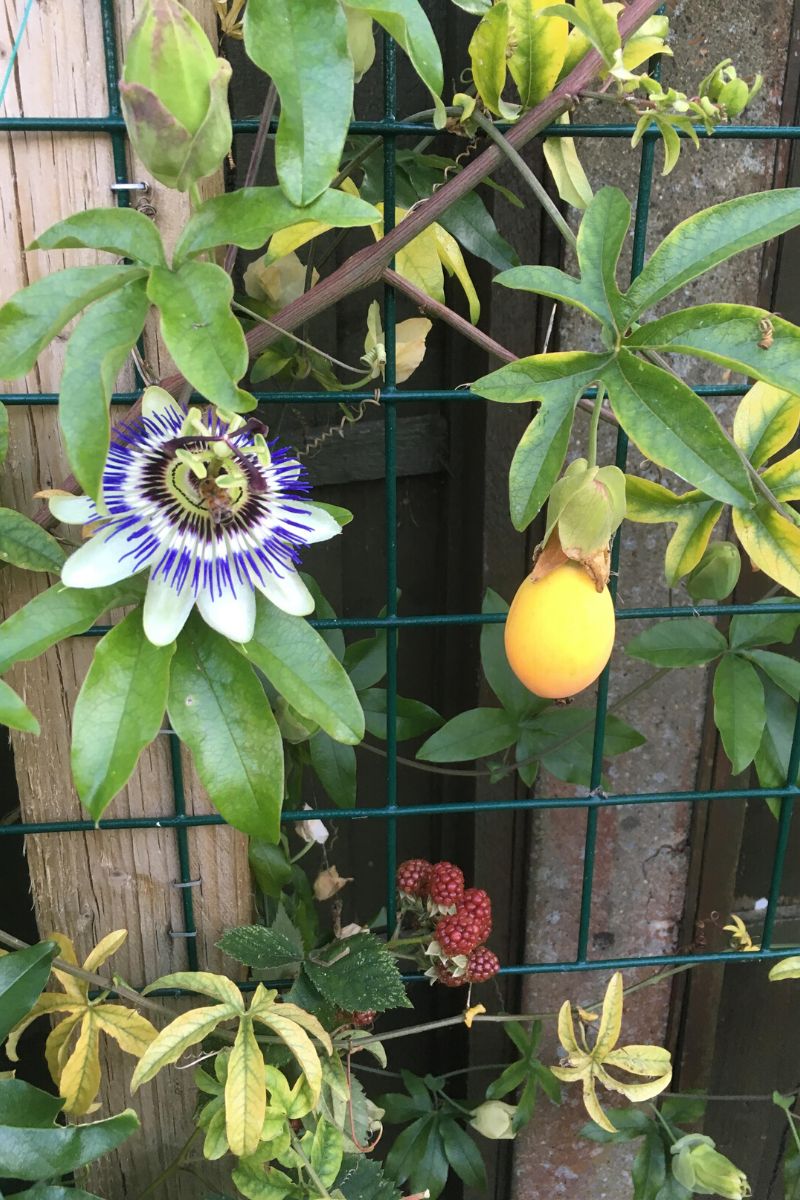 Planting tips for best Passiflora Caerulea results. 