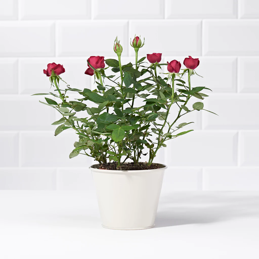 Best Mother's Day Plants are Potted Roses