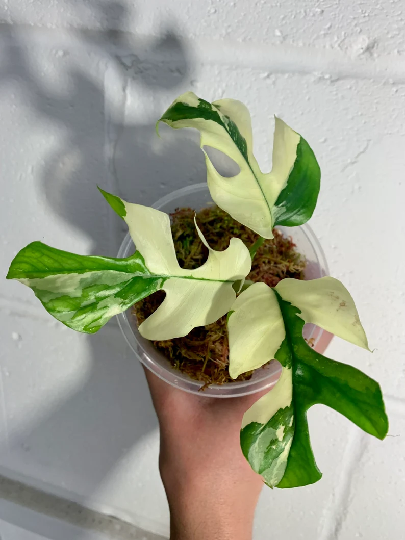 Rhaphidophora Tetrasperma Variegata Rhaphidophora Tetrasperma Variegata
