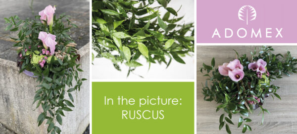 Playing with Italian Ruscus