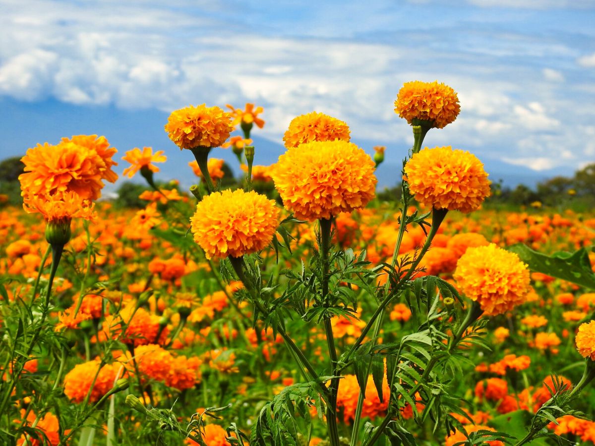 Marigolds, the flowers of the dead Marigolds as a symbol of flowers of the dead on Thursd