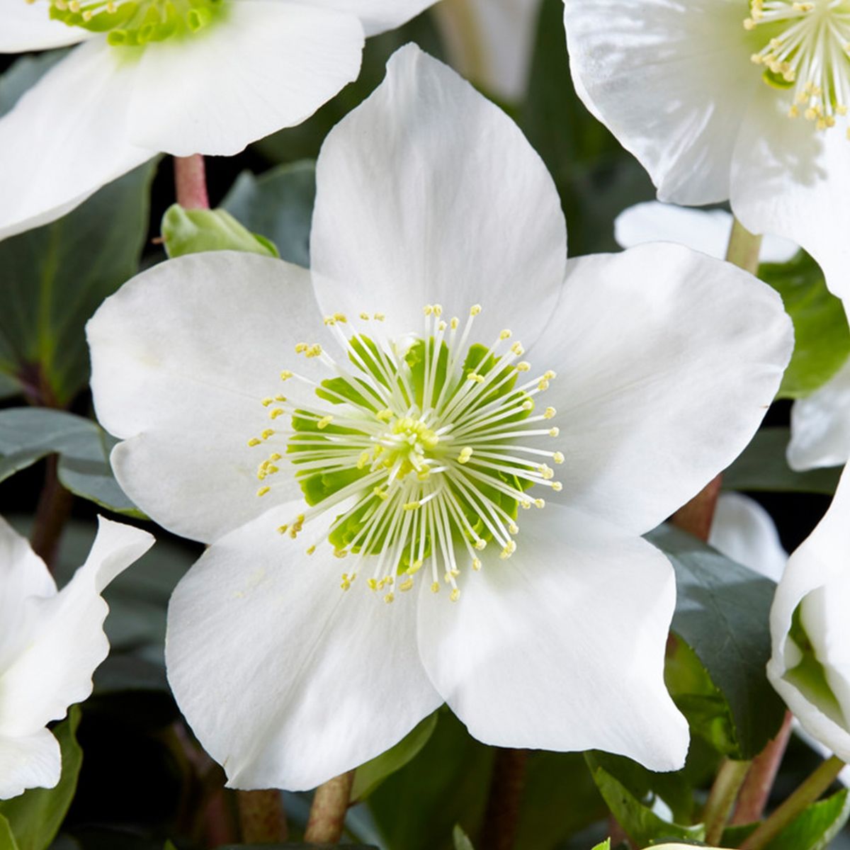 Helleborus Niger Christmas Star on Thursd Helleborus Niger Christmas Star on Thursd