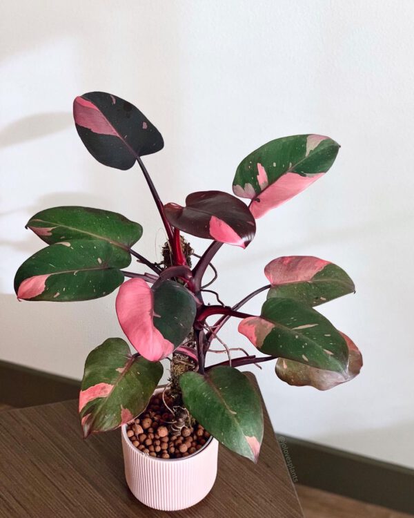 Philodendron Pink Princess on Thursd