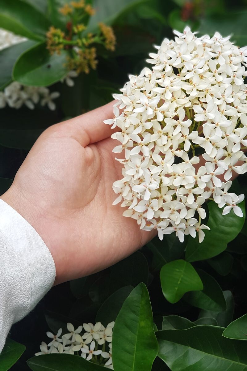 The physical look of the jasmine flower on Thursd The physical look of the jasmine flower on Thursd