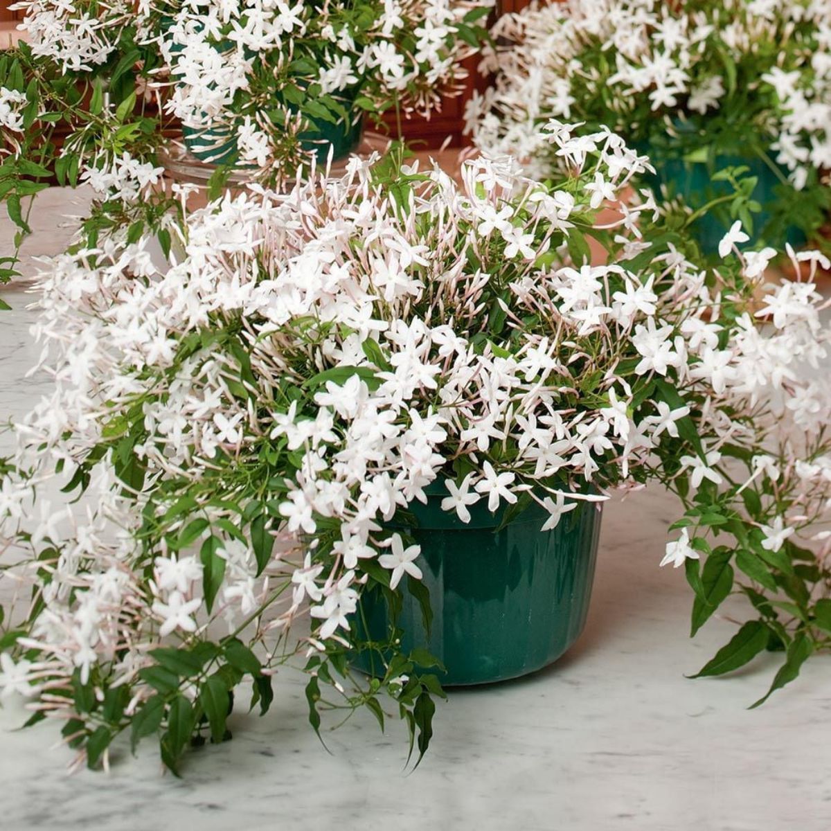How to prune jasmine flowers on Thursd How to prune jasmine flowers on Thursd