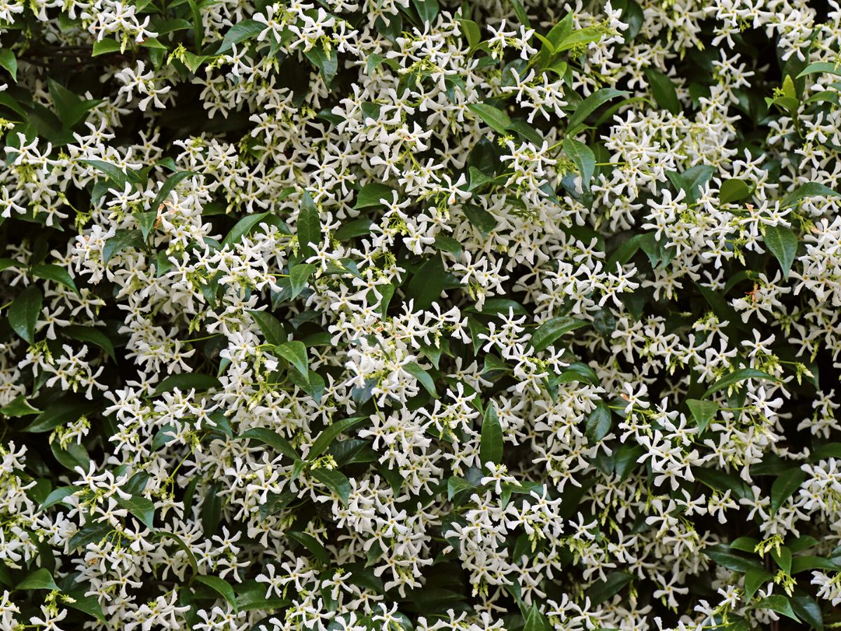 Tips for planting a jasmine flower in your patio on Thursd Tips for planting a jasmine flower in your patio on Thursd