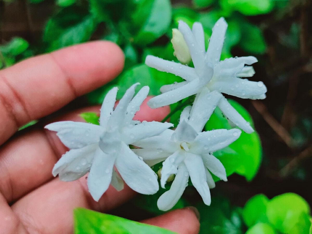 How to water a jasmine flower on Thursd How to water a jasmine flower on Thursd