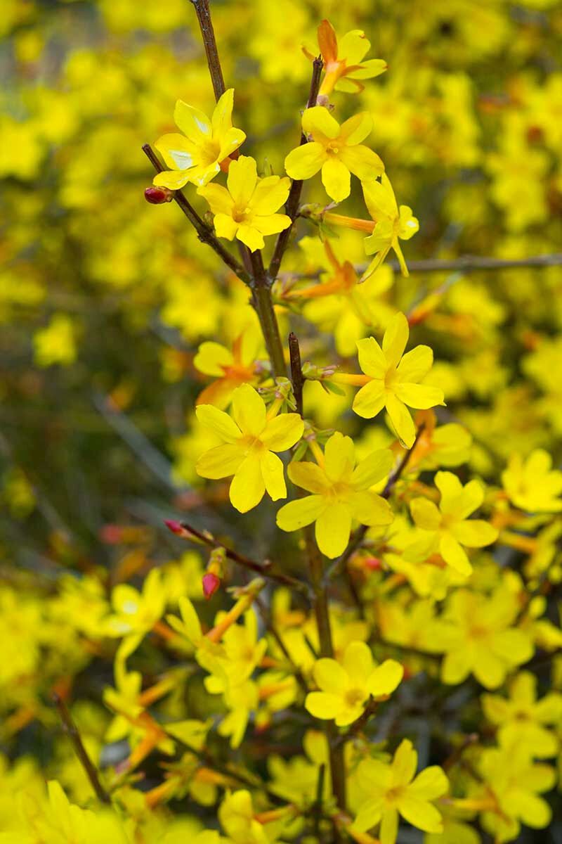 Winter jasmine flower on Thursd Winter jasmine flower on Thursd