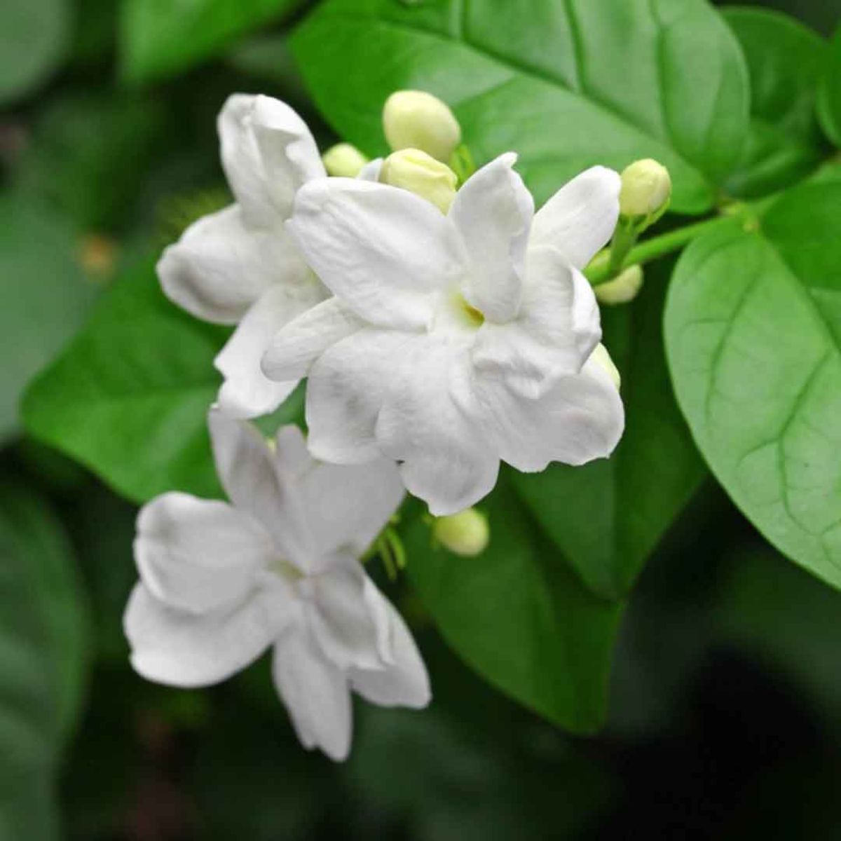 Arabian jasmine flower on Thursd Arabian jasmine flower on Thursd