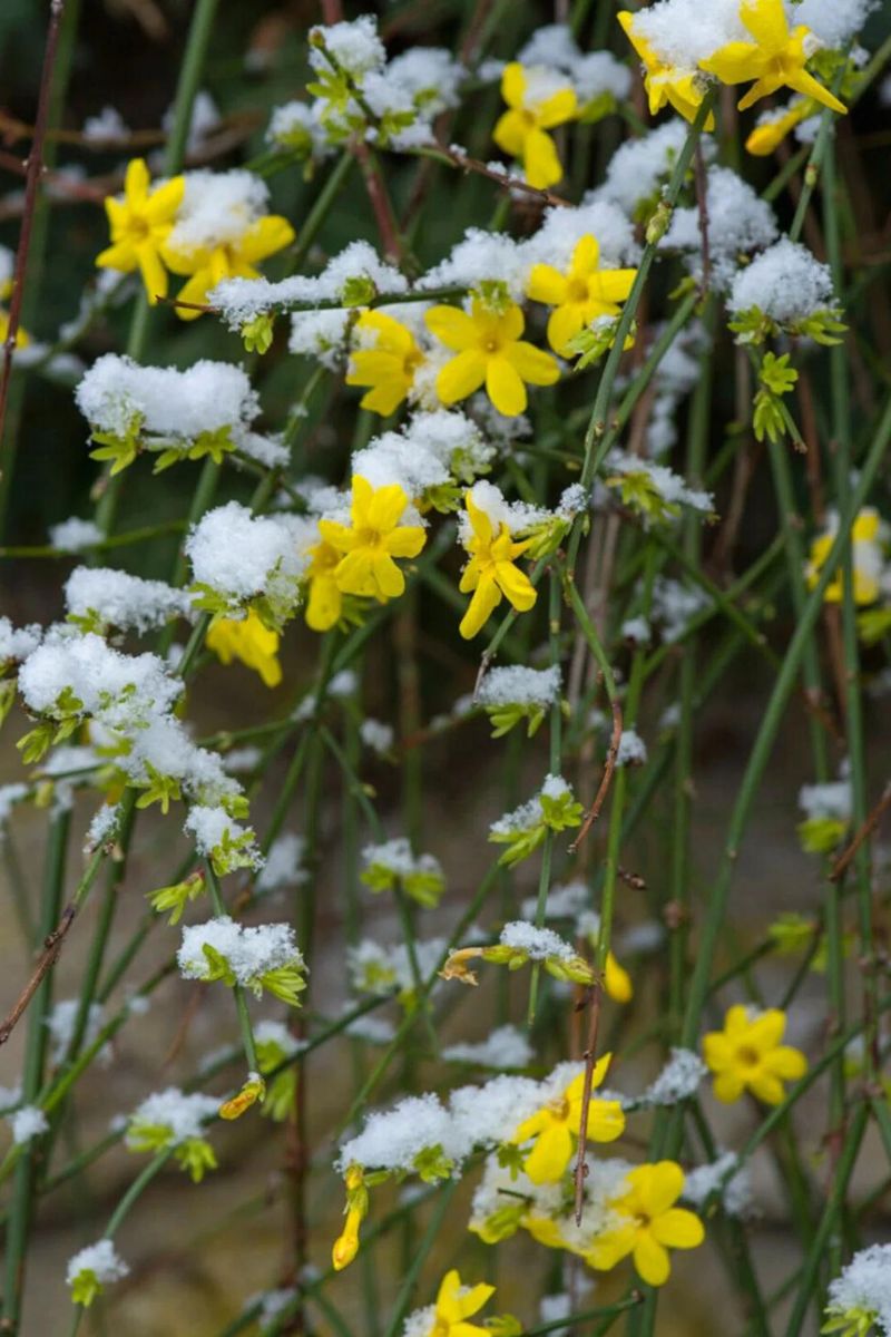 Winter jasmine flower during winter season on Thursd Winter jasmine flower during winter season on Thursd
