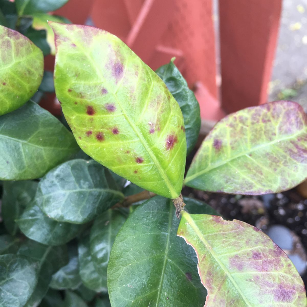 Pests and diseases that can be found in the jasmine flower on Thursd Pests and diseases that can be found in the jasmine flower on Thursd