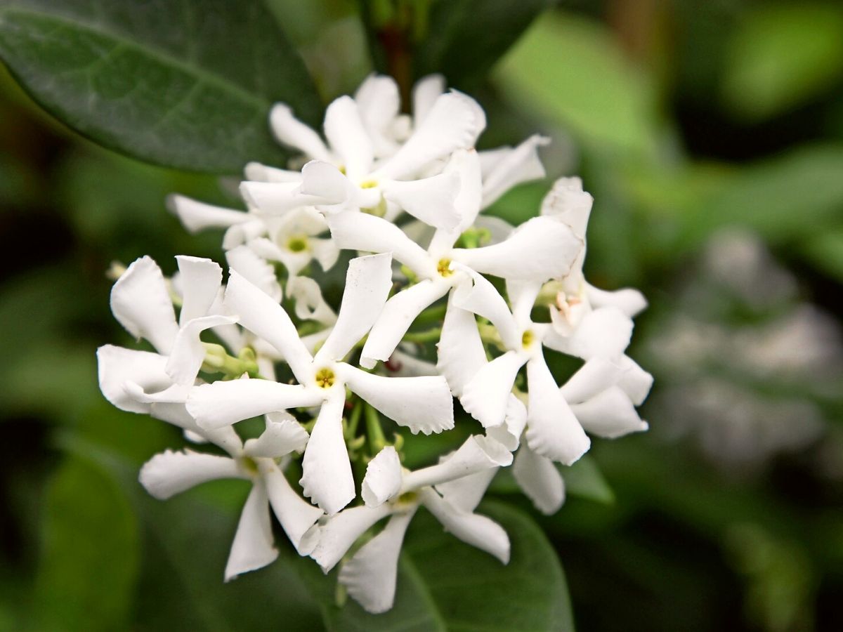 Star jasmine flower on Thursd Star jasmine flower on Thursd