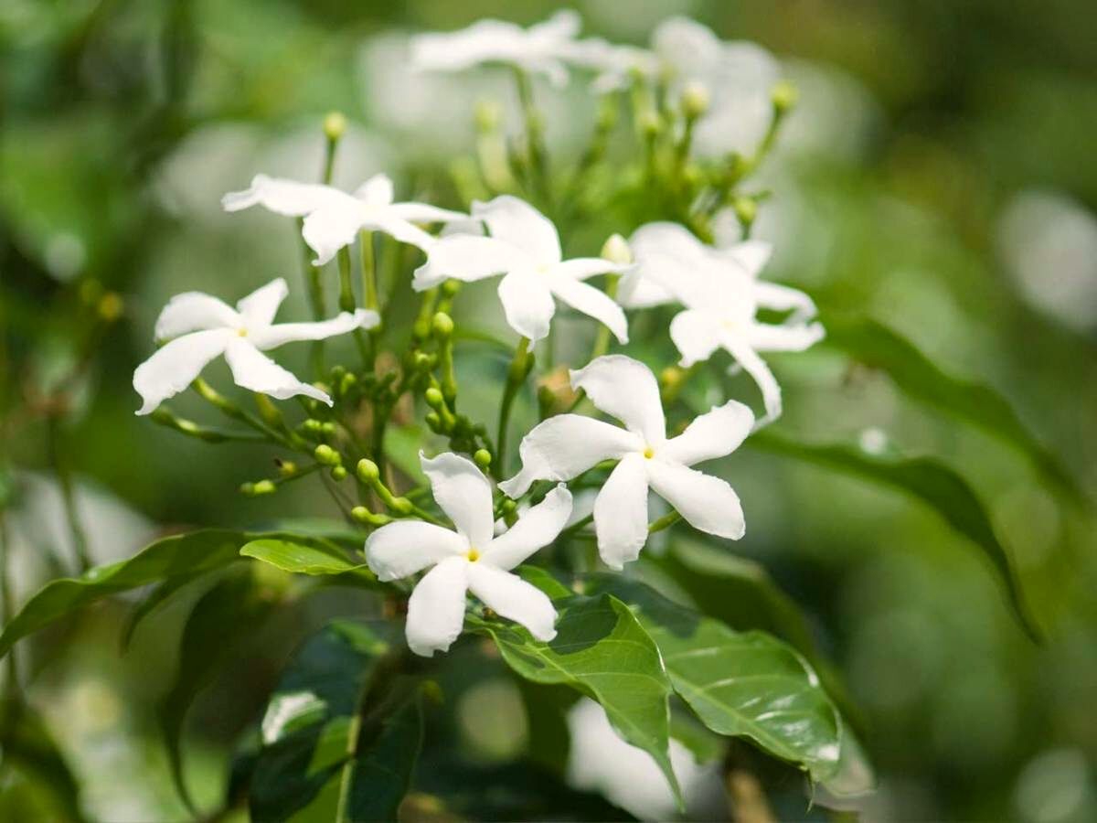 View of group of jasmine flowers on Thursd View of group of jasmine flowers on Thursd