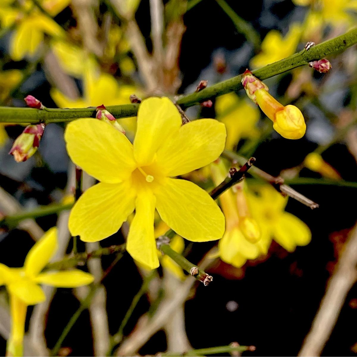 Meet the jasmine flower on Thursd Meet the jasmine flower on Thursd