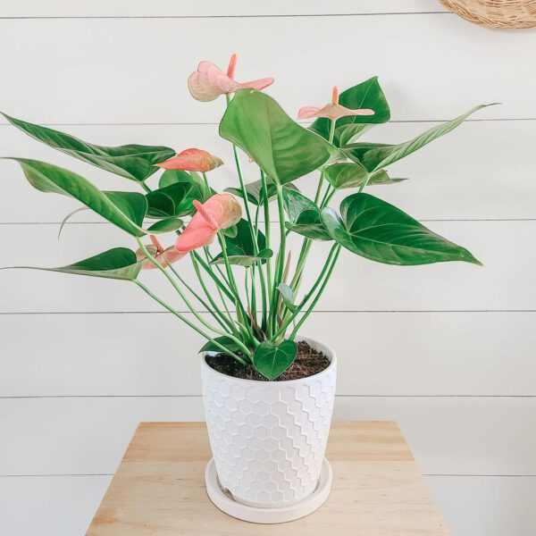 Pretty in Pink – 15 Pink Houseplants That Add a Pop of Color Anthurium Andraeanum Tickled Pink on Thursd