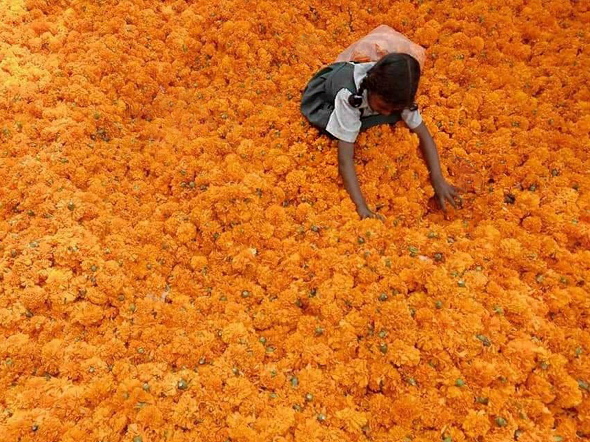marigold flowers for Diwali festival