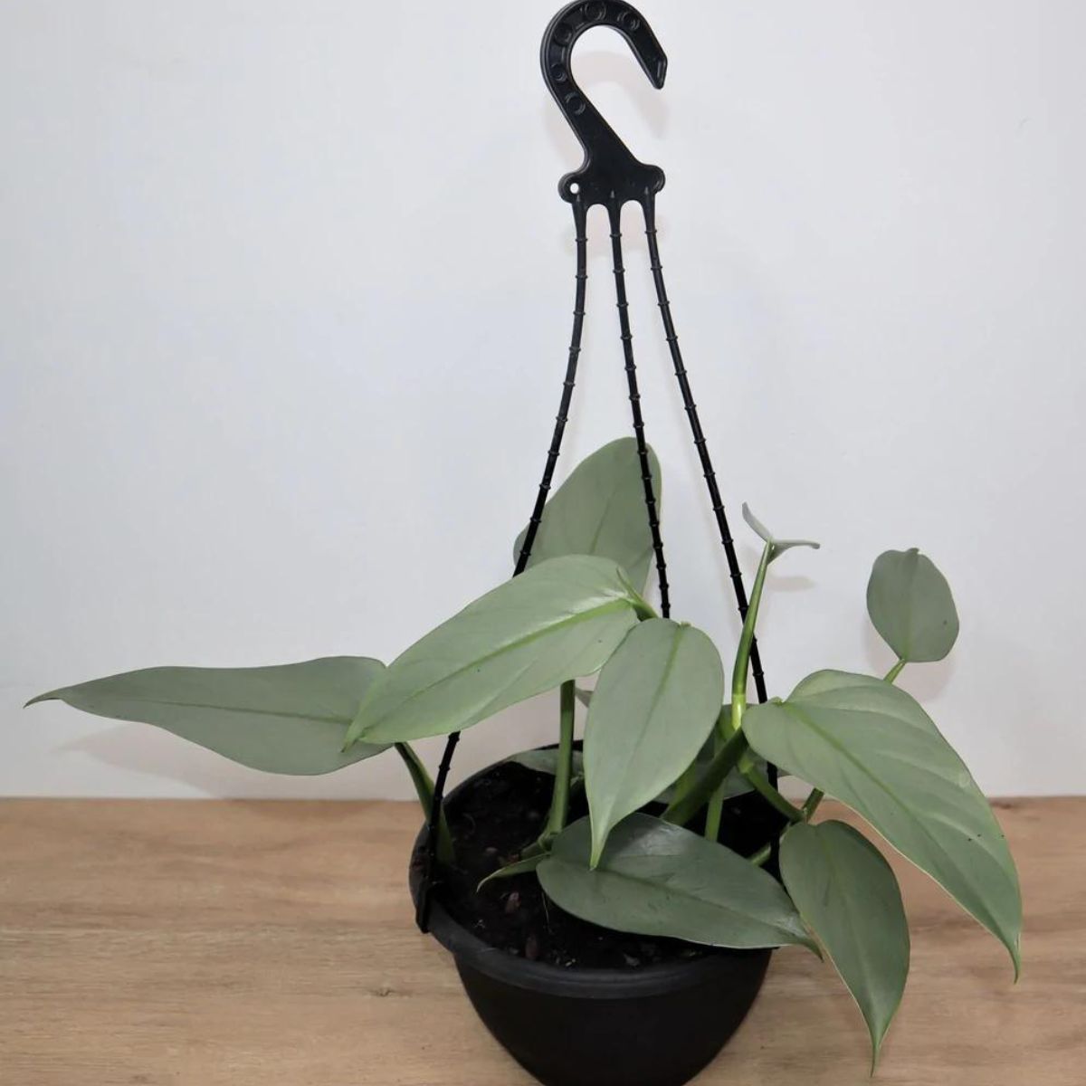 Silver philodendron hanging plant