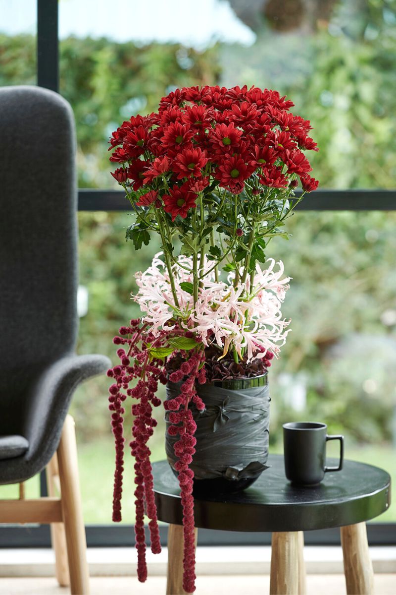 Beautiful red Chrysanthemum barolo for a loving vday celebration
