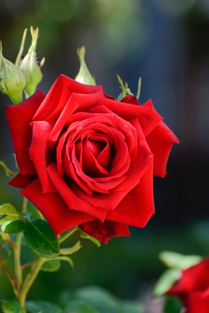 Red rose color meaning Red rose color meaning