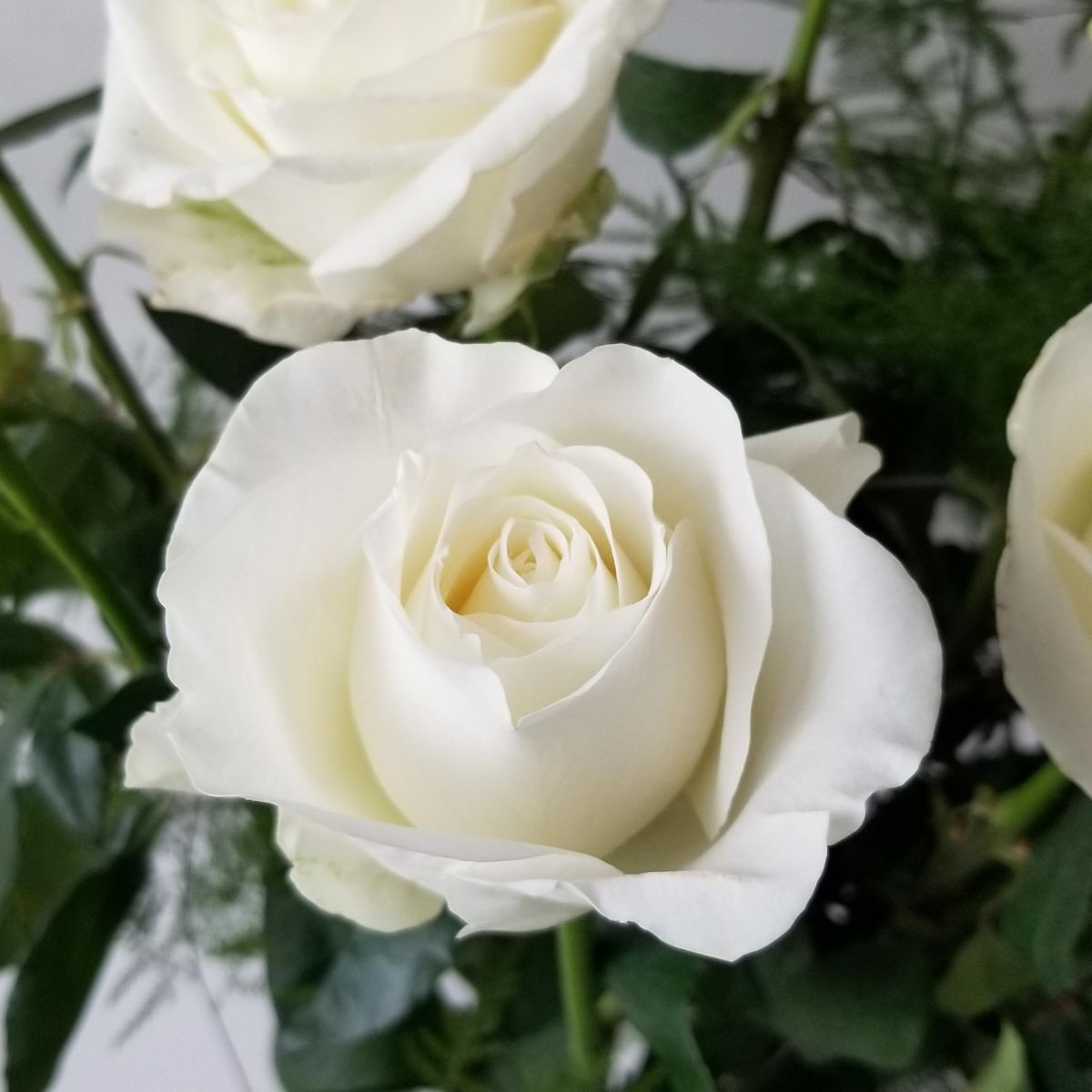 White roses and their symbolism White roses and their symbolism