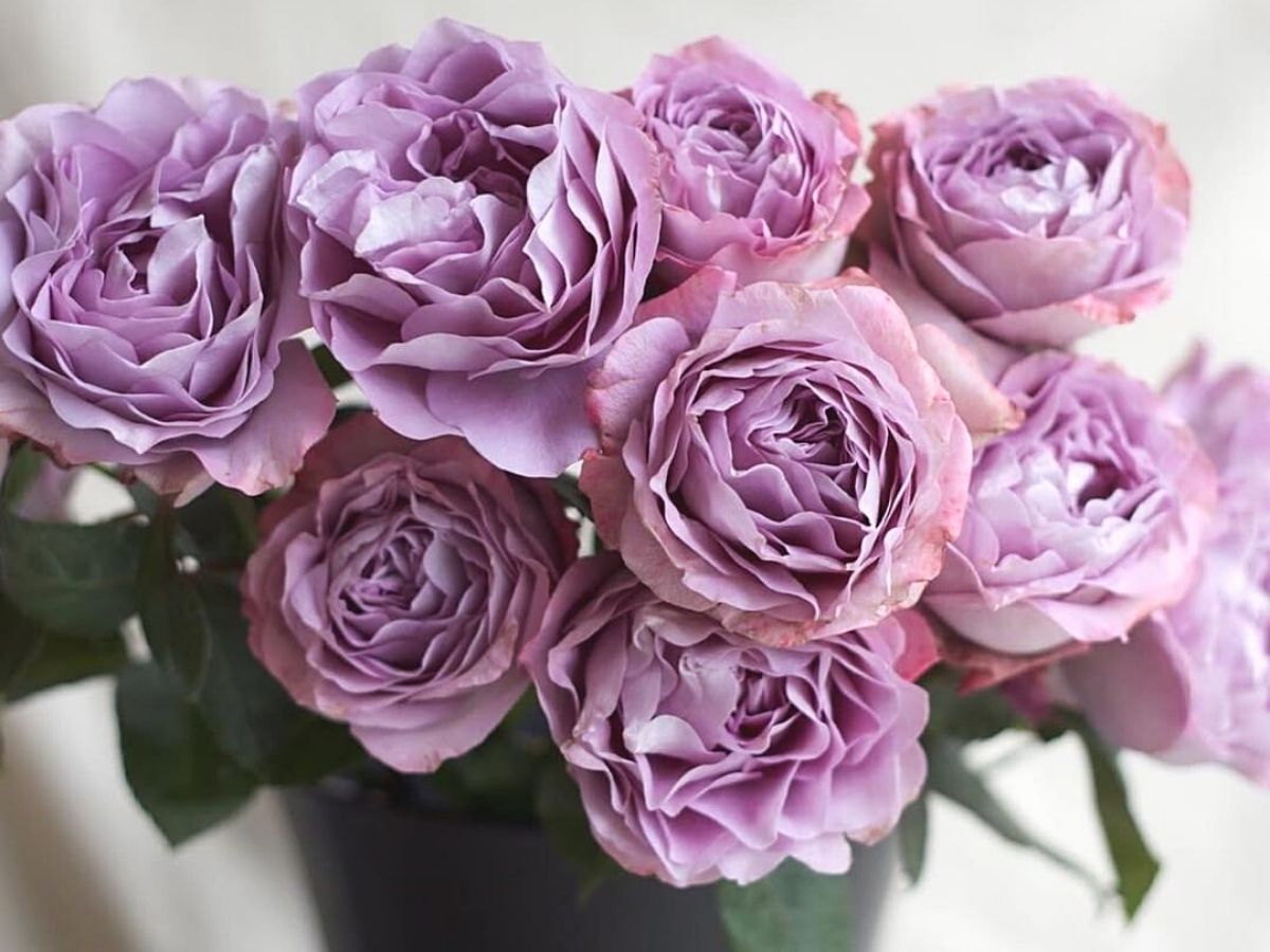 Heavenly lavender roses and their color meaning Heavenly lavender roses and their color meaning