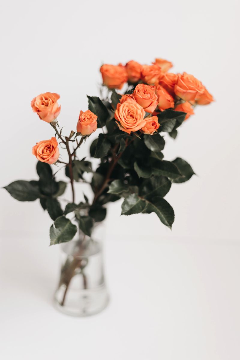 Color meaning of coral roses Color meaning of coral roses