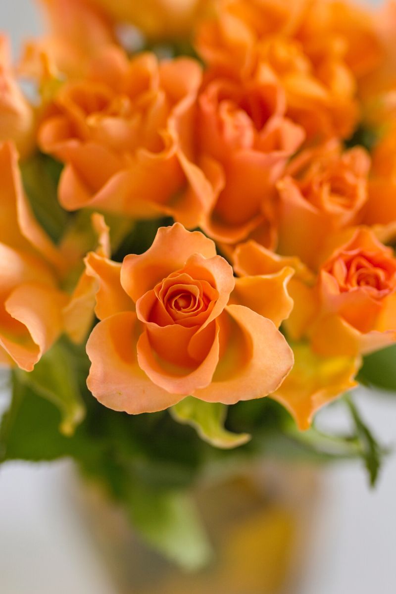 Beautiful orange roses Beautiful orange roses