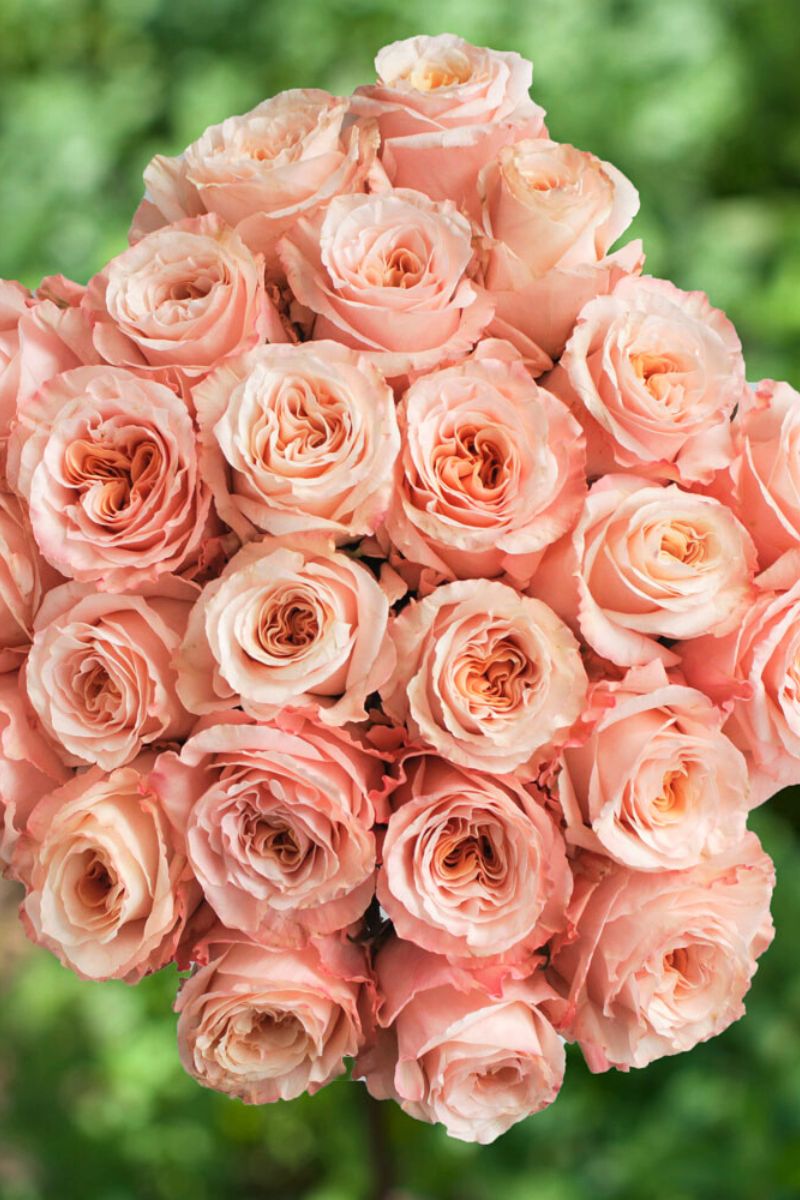 Learn the symbolism of peach roses and other rose colors Learn the symbolism of peach roses and other rose colors
