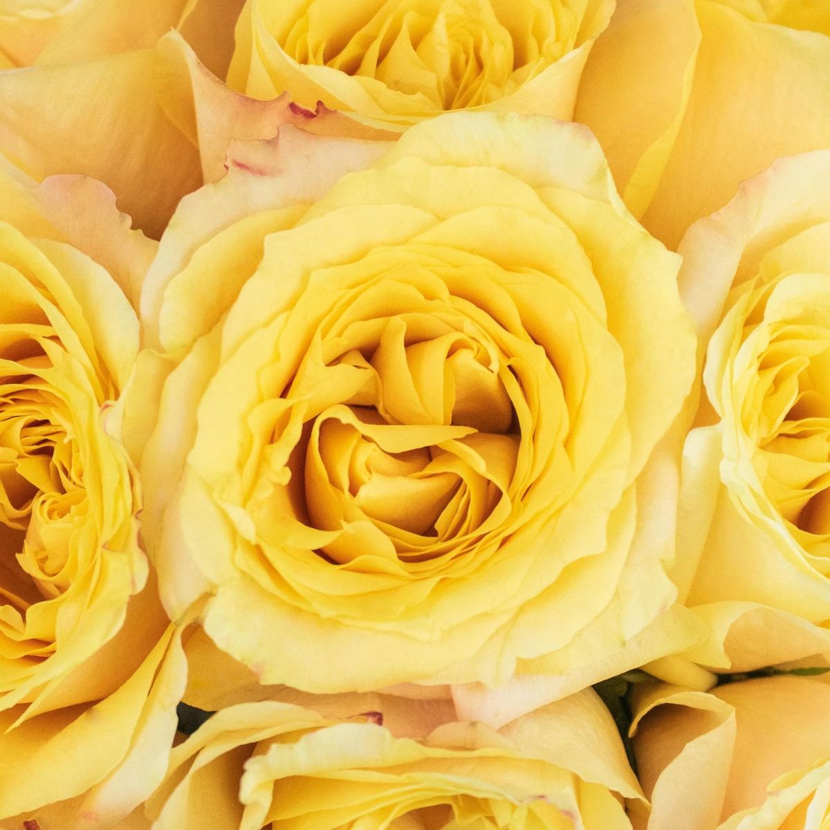 What yellow roses symbolize What yellow roses symbolize