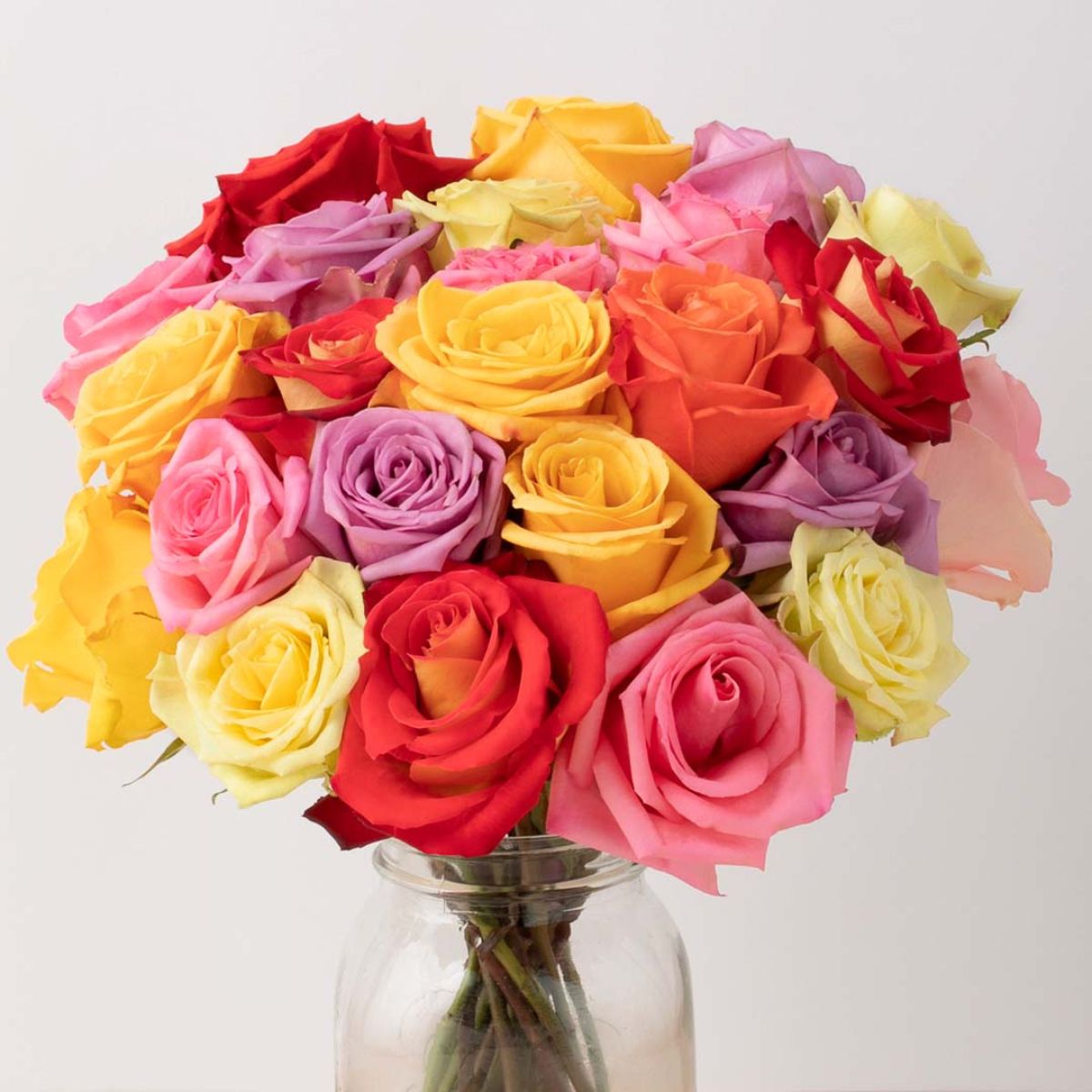 The beauty of different rose colors The beauty of different rose colors