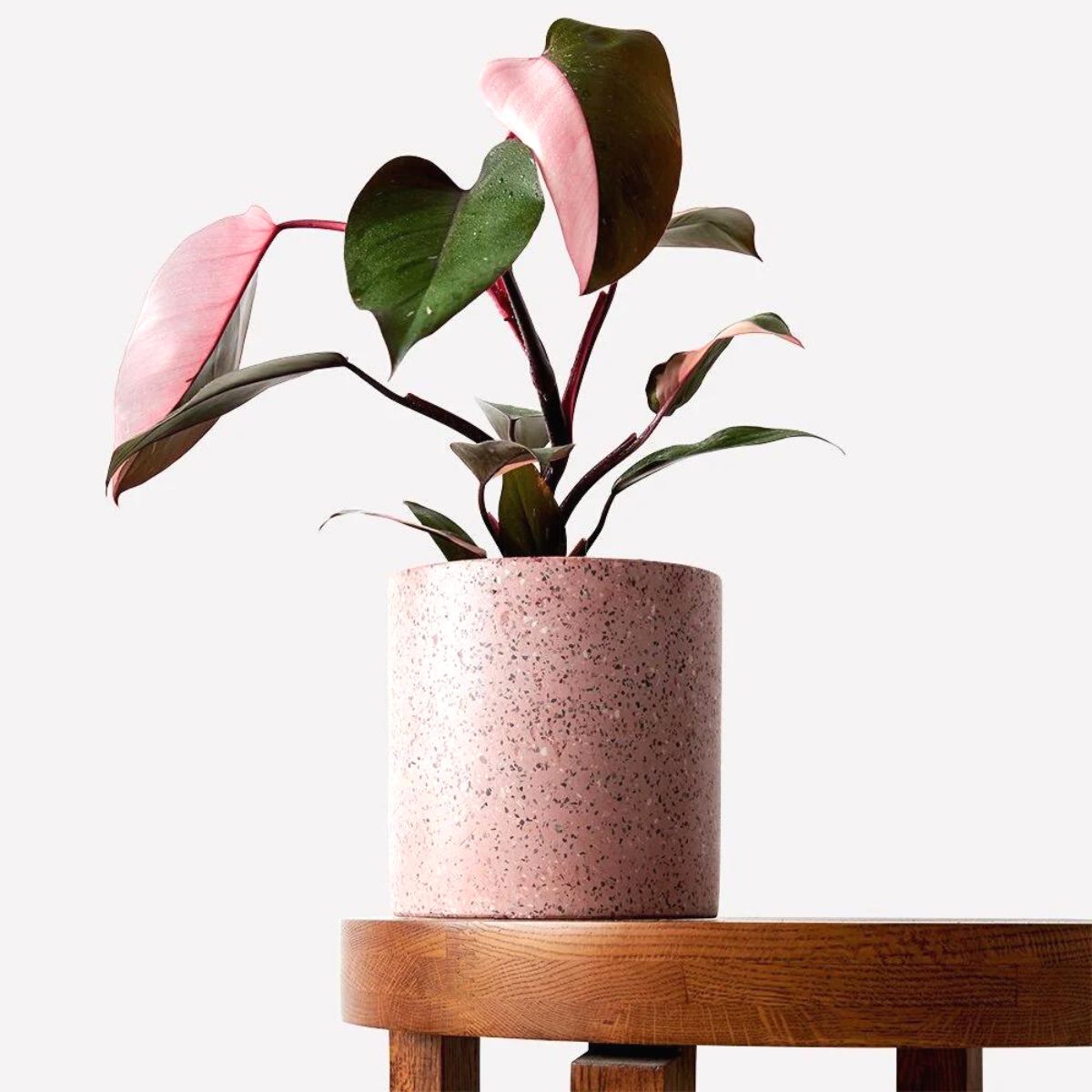 Philodendron pink princess houseplant