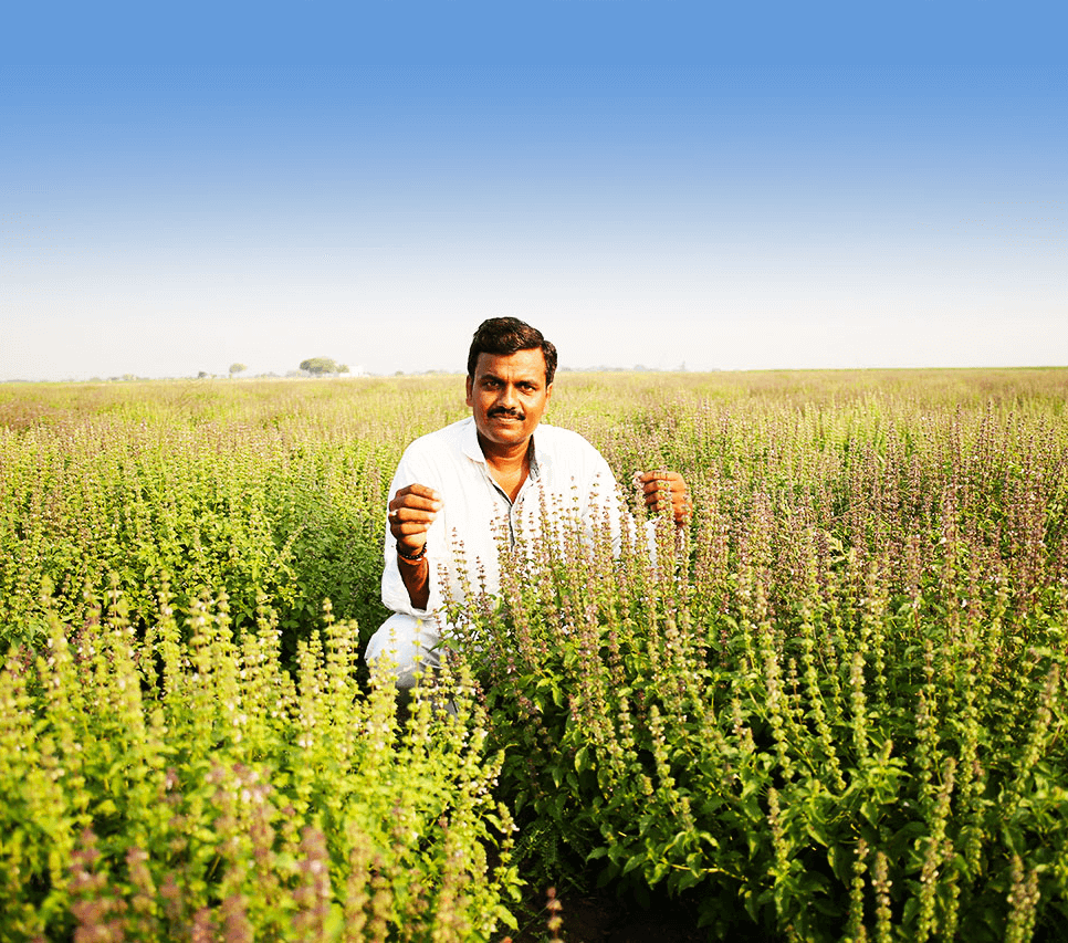 Tulsi - Holy Basis - good fortune plant 