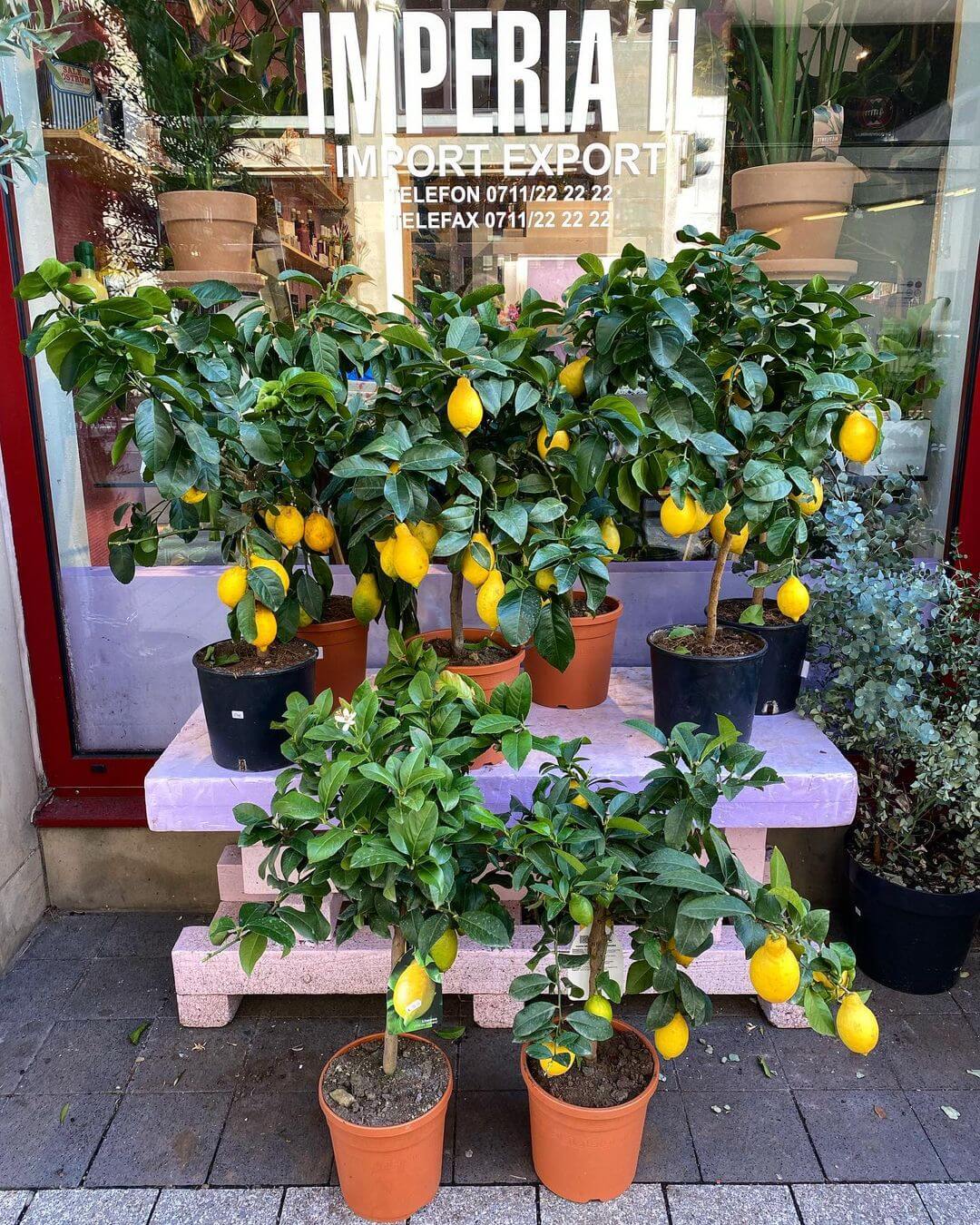 Lemon Tree - Citrus lucky plants Lemon Tree - Citrus lucky plants