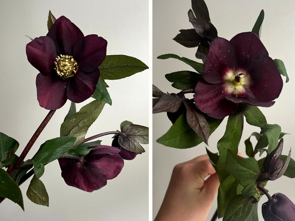 Hellebore With and Without Pollen by Amy Balsters