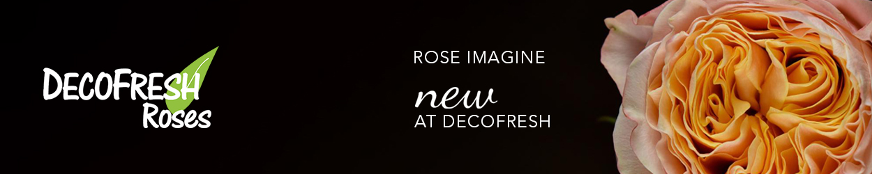 DecoFresh Rose Imagine Banner on Thursd