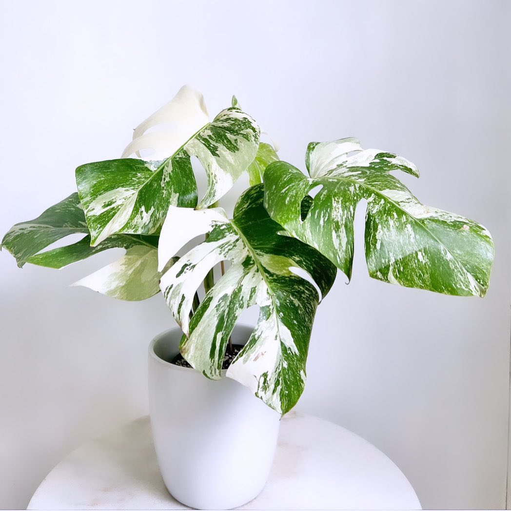 Variegated Monstera Borsigiana Albo Variegata Variegated Monstera Borsigiana Albo Variegata