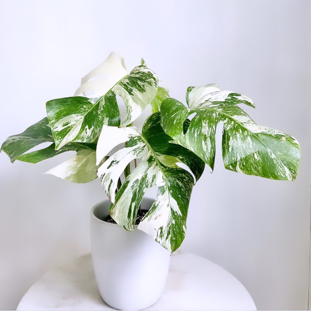 Variegated Monstera Borsigiana Albo Variegata