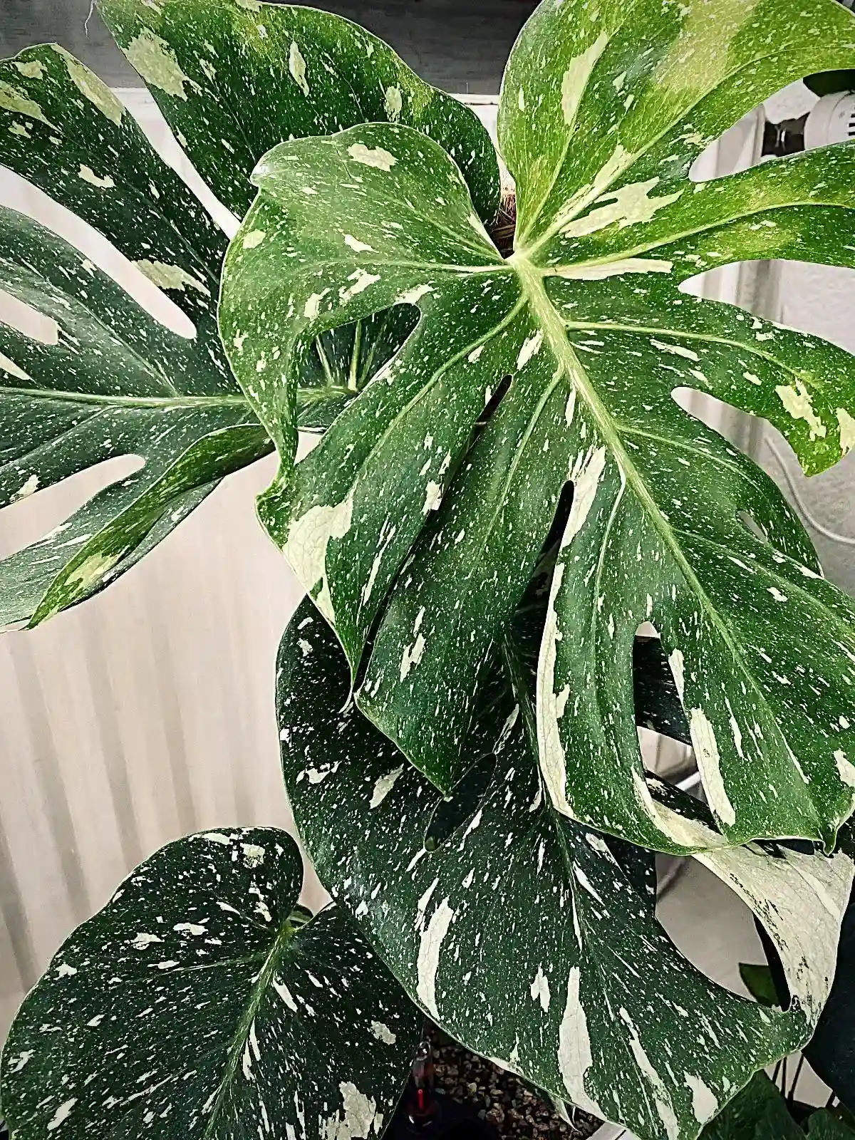 Variegated monstera plant Variegated monstera plant