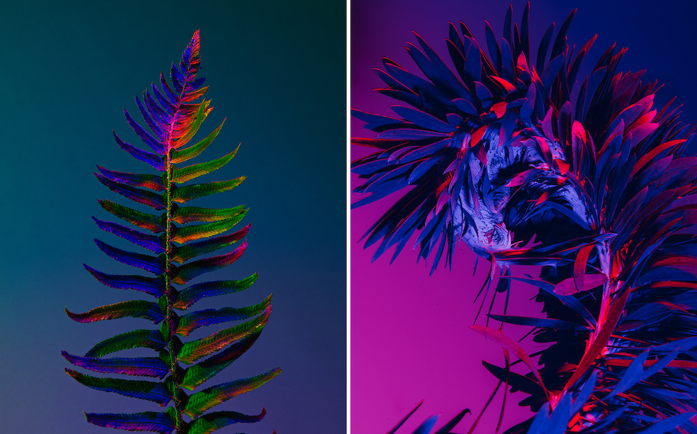 Lindsey Rickert Features Otherworldly Botanicals in Kaleidoscopic Light Foliage