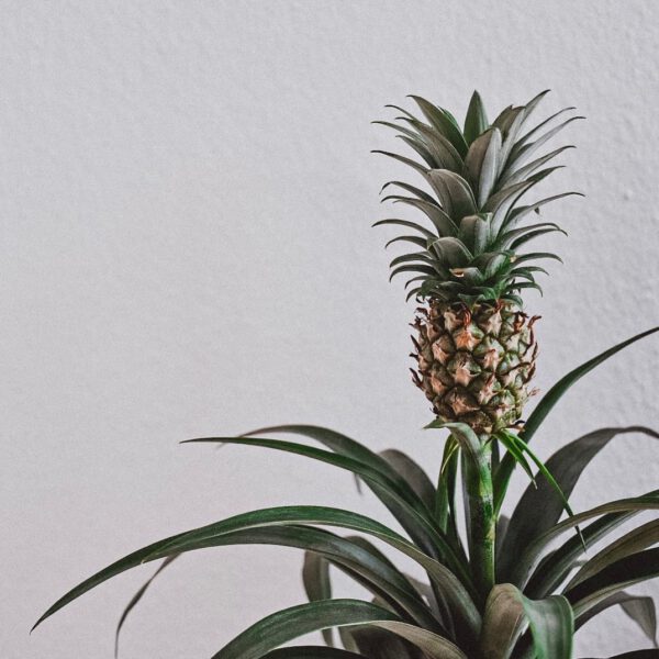 15 Rare Houseplants You Will Love Pineapple Plant (Ananas comosus