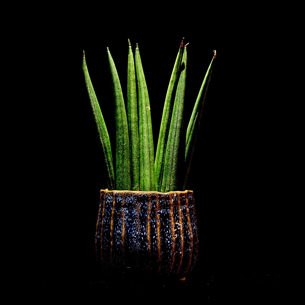 Snake plant in a pot