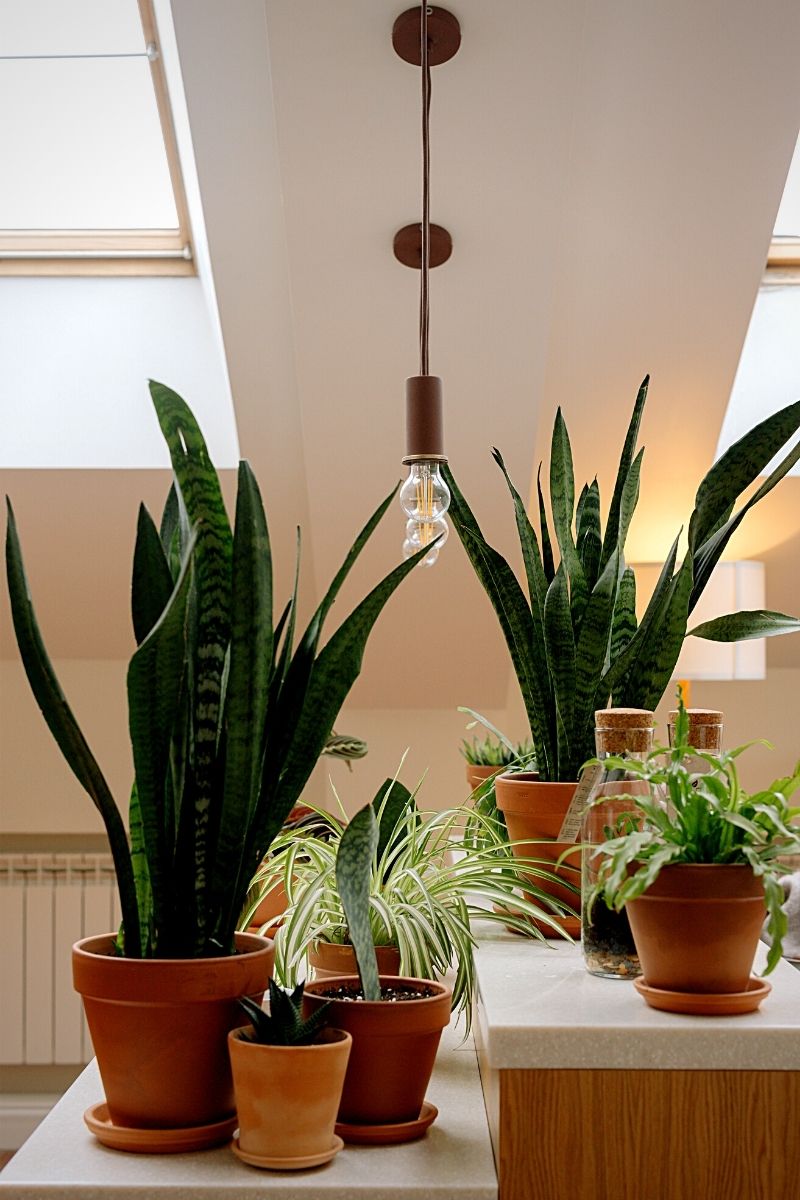 Potted snake plant decorations Potted snake plants decorations
