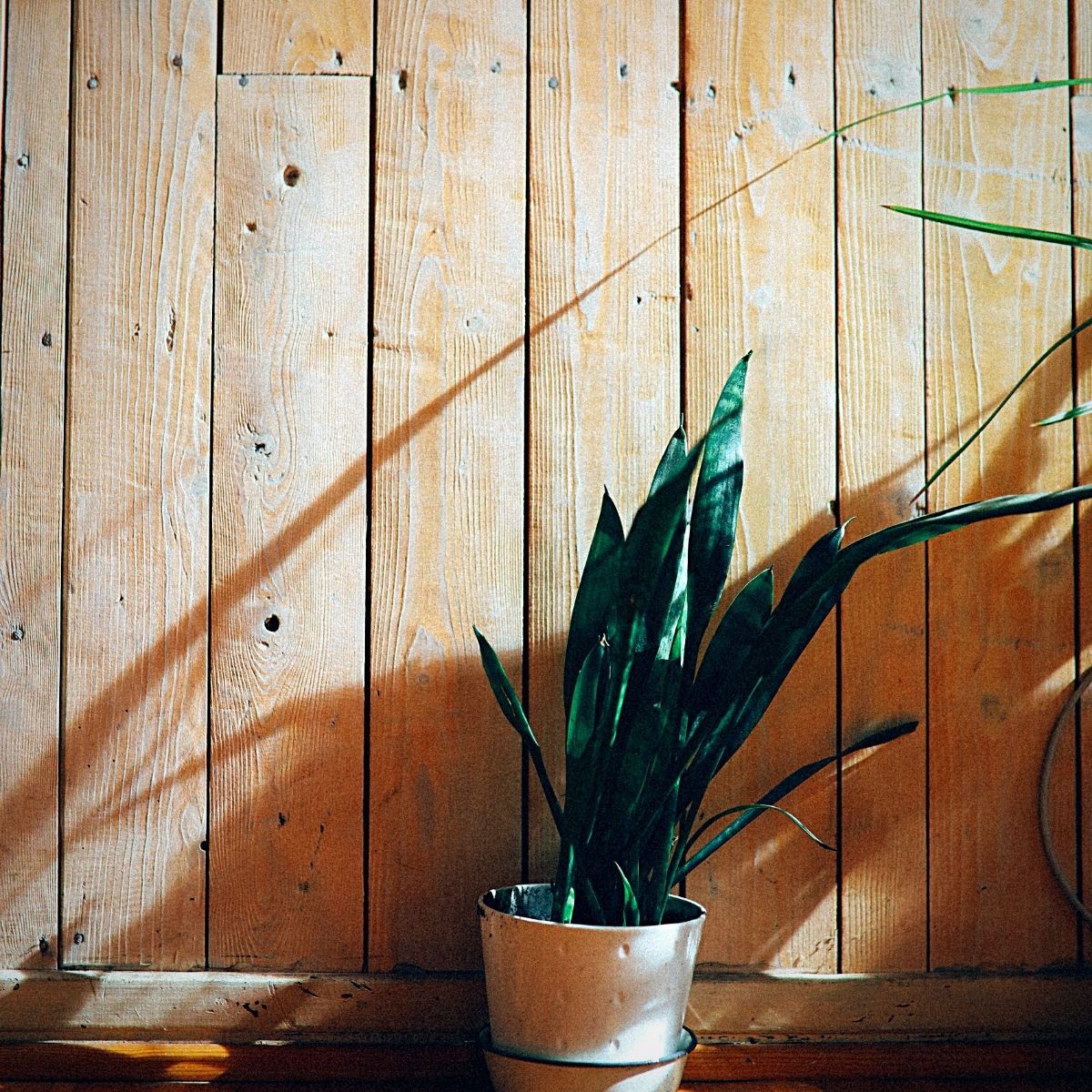 A Potted snake plant A Potted snake plant