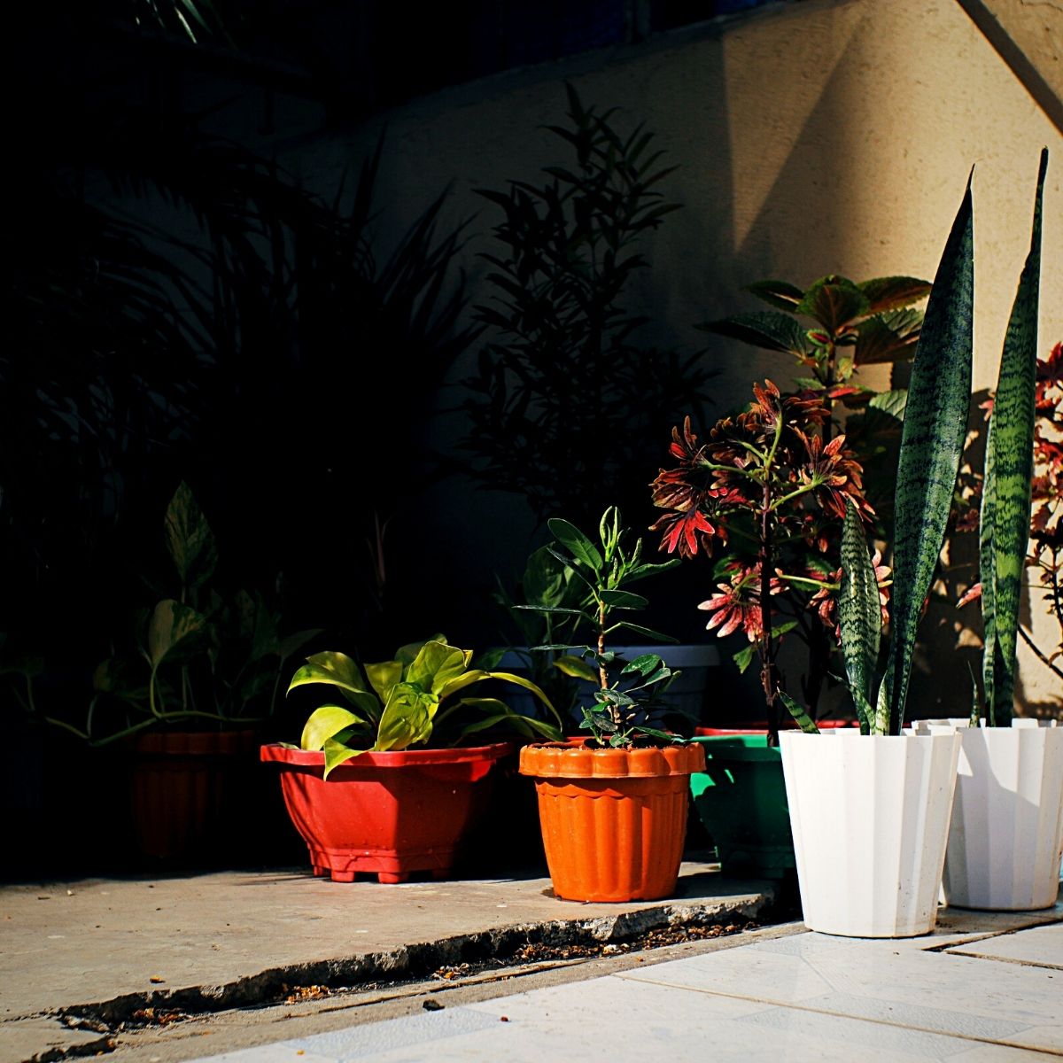 Snake plants placed among other houseplants Snake plants placed among other houseplants enjoying the sun
