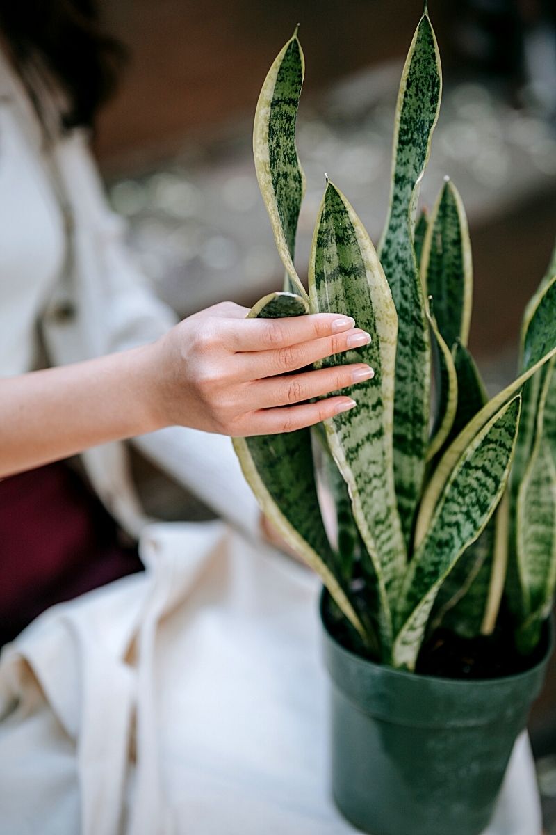 snake plants snake plant in a green pot