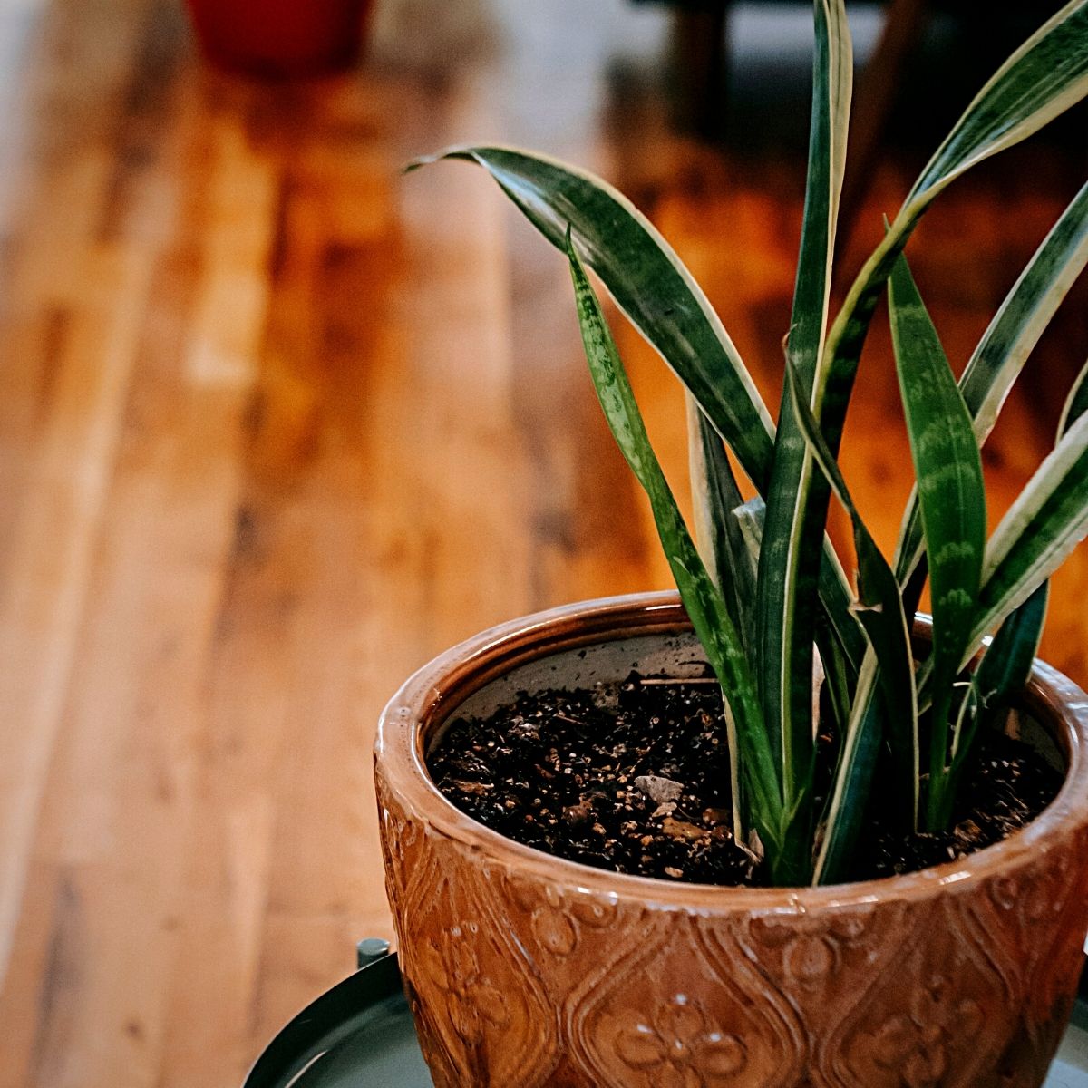 snake plants in a wooden pot