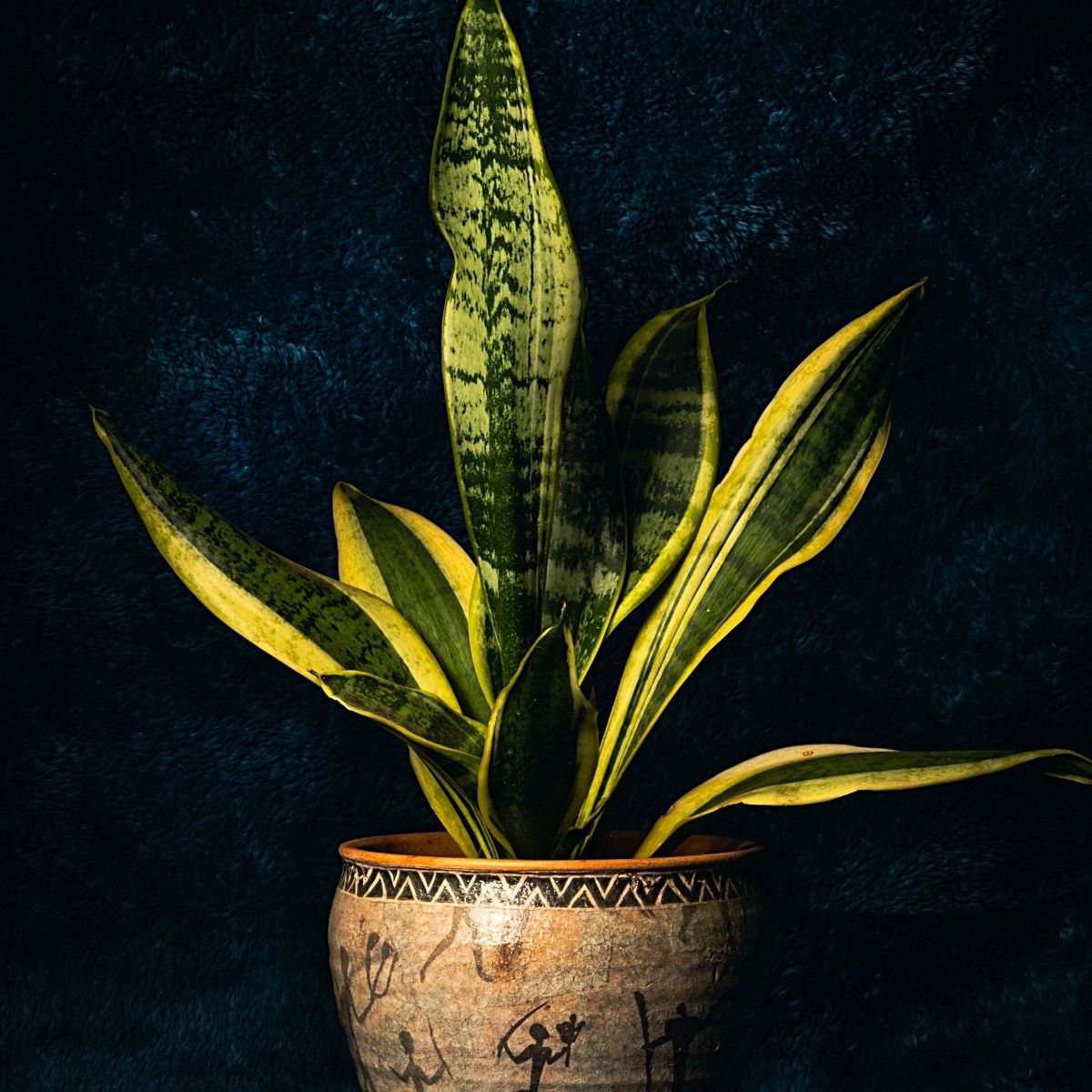 snake plants snake plants on dark background